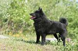 SCHIPPERKE 273